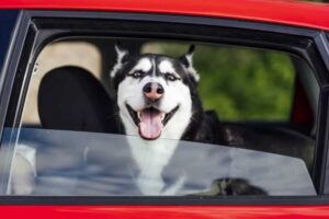 Como transportar o seu pet em segurança no carro